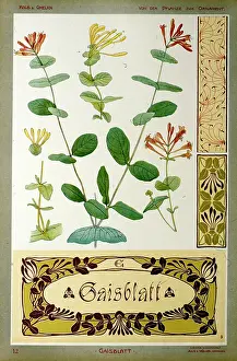 Kolb: Gaisblatt (Honeysuckle) by Kolb and Gmelich