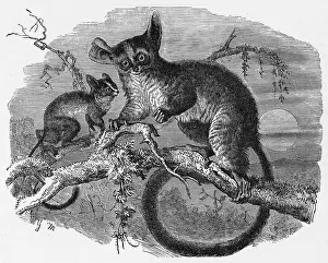 Galago: GALAGO