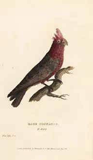 Psittacus: Galah bird, Eolophus roseicapilla