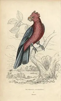 Lauder: Galah, Eolophus roseicapilla