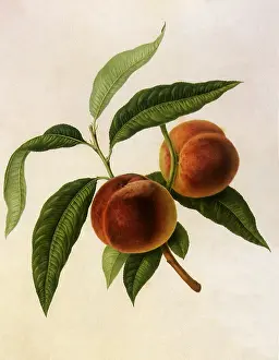 Linnaeus: Galande Peaches