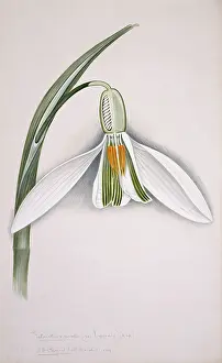 Nivalis: Galanthus nivalis, snowdrop