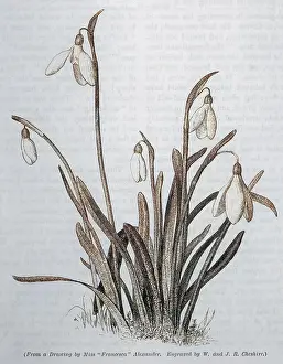 Clump: Galanthus / Snowdrop