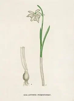 Galanthus: Galanthus / Snowdrop
