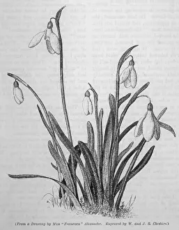 Clump: Galanthus / Snowdrop