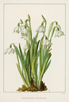Clump: Galanthus / Snowdrop cluster