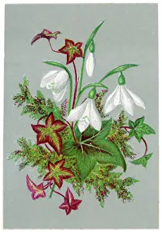 Galanthus: Galanthus - Snowdrop and Ivy