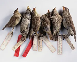 Galapagos: Galapagos finches