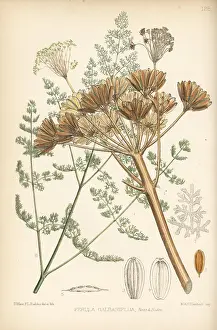 Ferula: Galbanum, Ferula gummosa