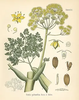Kohler: Galbanum, Ferula gummosa