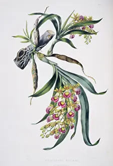 Orchidaceae: Galeandra baueri, orchid