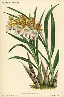 Nivalis: Galeandra nivalis orchid