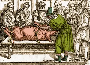 Dissecting: Galen Dissecting Pig
