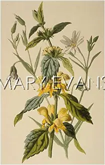 Nettle: GALEOBDOLON LUTEUM