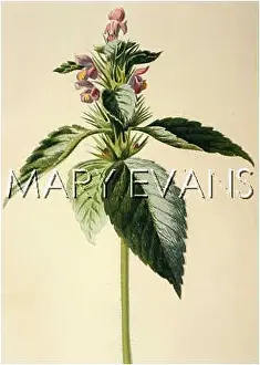 Nettle: GALEOPSIS TETRAHIT