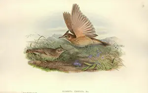 Lark: Galerida cristata, crested lark