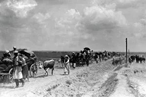 Bulls: Galician refugees, 1915