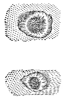 Edited: Galileo's 1611 drawing of lunar craters. [c1655]