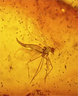 Gall: Gall midge in Baltic amber