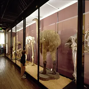 Struthio: Gallery 6