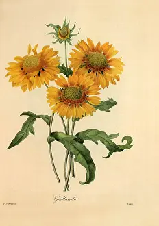 Redoute: Galliarda pulchella