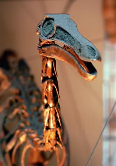 Ornithomimosauria: Gallimimus