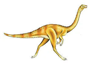 Ornithomimosauria: Gallimimus