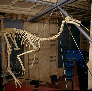 Ornithomimosauria: Gallimimus