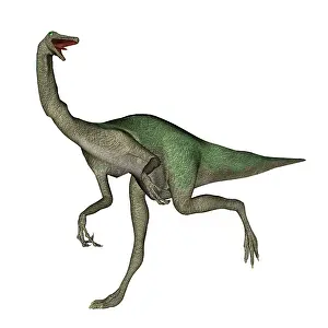 Ornithomimid: Gallimimus dinosaur