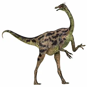 Ornithomimid: Gallimimus dinosaur