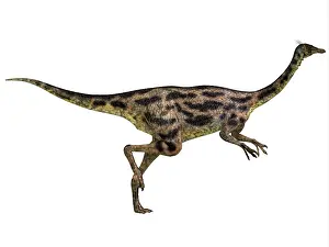 Ornithomimid: Gallimimus dinosaur