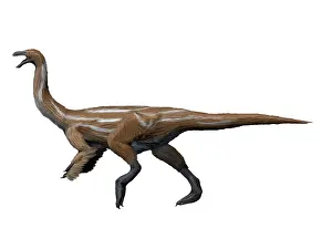 Agility: Gallimimus dinosaur