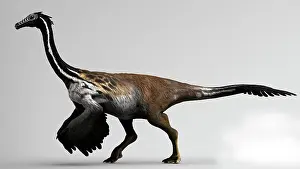Ostrich: Gallimimus dinosaur on gray background