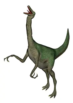 Ornithomimid: Gallimimus dinosaur roaring