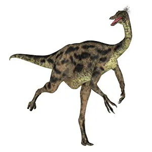 Ostrich: Gallimimus dinosaur running, side view on white background