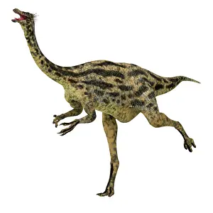 Ostrich: Gallimimus dinosaur running, side view on white background