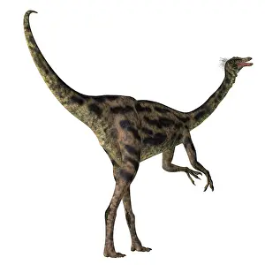 Ostrich: Gallimimus dinosaur, white background