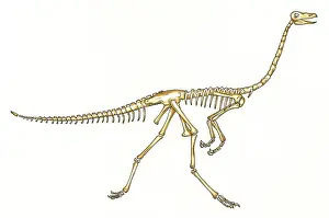 Ornithomimosauria: Gallimimus skeleton