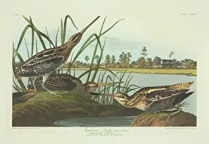 Gallinago: Gallinago gallinago, common snipe