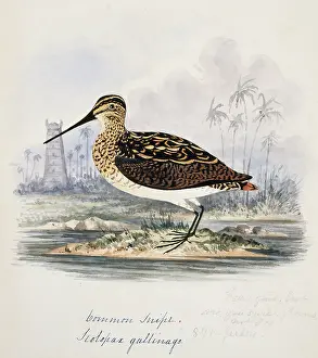 Gallinago: Gallinago gallinago, common snipe