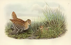 Snipe: Gallinago media, great snipe