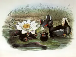 Gallinula: Gallinula Chloropus