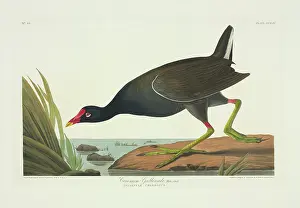 Gruiformes: Gallinula chloropus, common moorhen