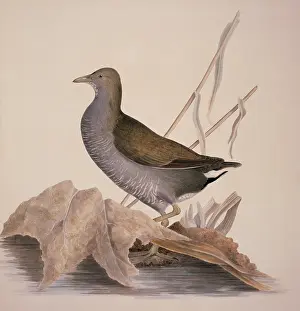 Macgillivray: Gallinula chloropus, common moorhen