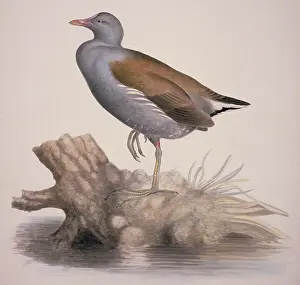 Forehead: Gallinula chloropus, common moorhen