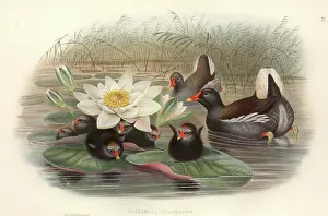 Forehead: Gallinula chloropus, common moorhen