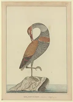 Buff: Gallirallus philippensis, buff-banded rail