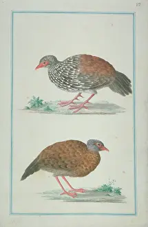 Gideon: Galloperdix bicalcarata, Ceylon spurfowl