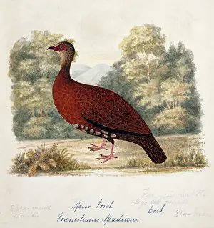 Spur: Galloperdix spadicea, red spurfowl