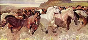 Equines: Galloping Wild Horses